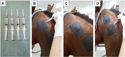 Biocompatibility of hydrogel derived from equine tendon extracellular matrix in horses subcutaneous tissue